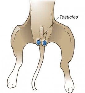 pet neuter diagram