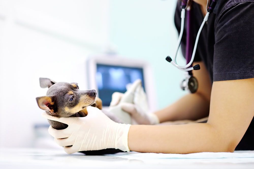 dog checked by a vet