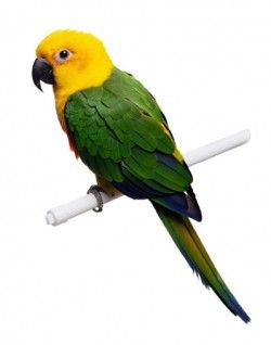 bird
