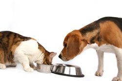 dog and cat