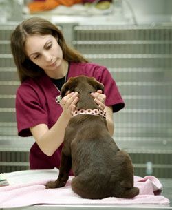 vet checking on a dog