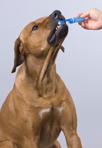 dog brushing its teeth
