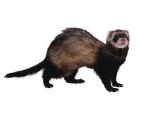 ferrets