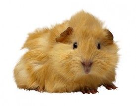 small pet