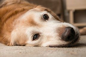 dog lying down