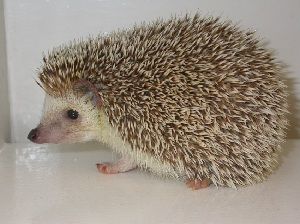 exotic animal
