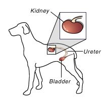 dog parts diagram