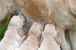 puppies getting their milk