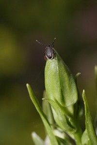tick