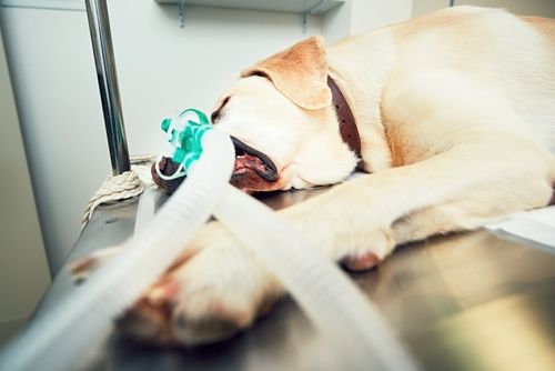 dog during operation