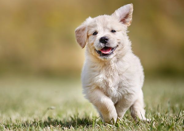 running dog