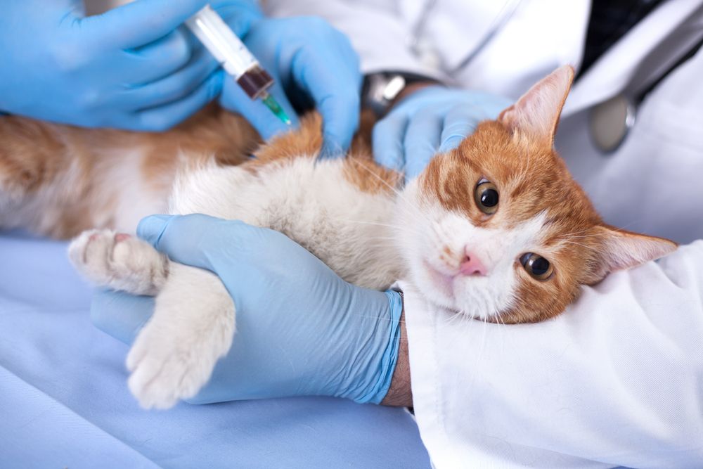 cat with experienced surgeons