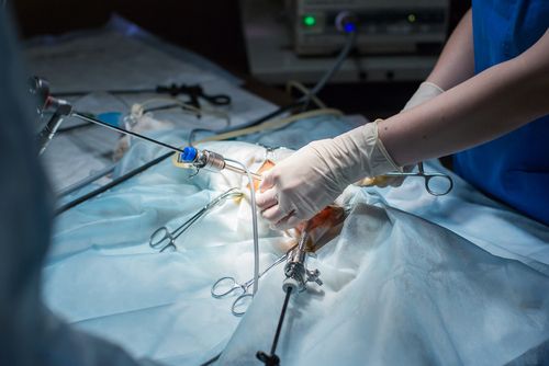 pet surgery