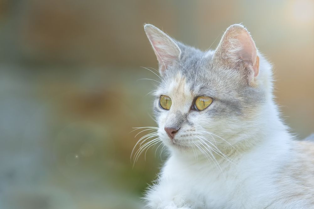 cat