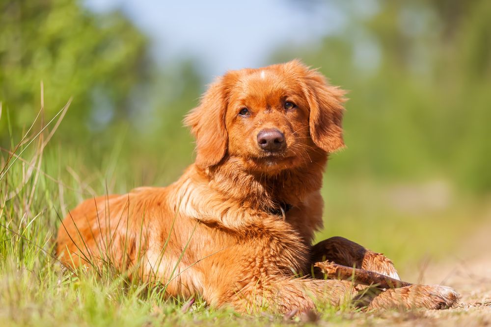 dog