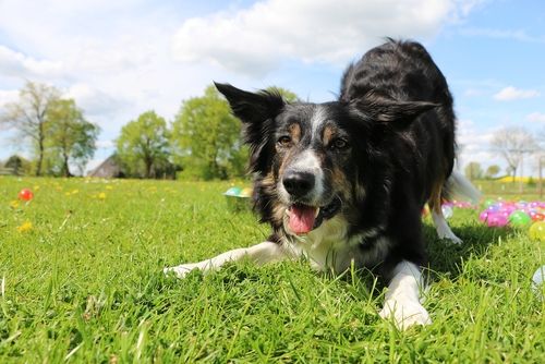 dog outdoors