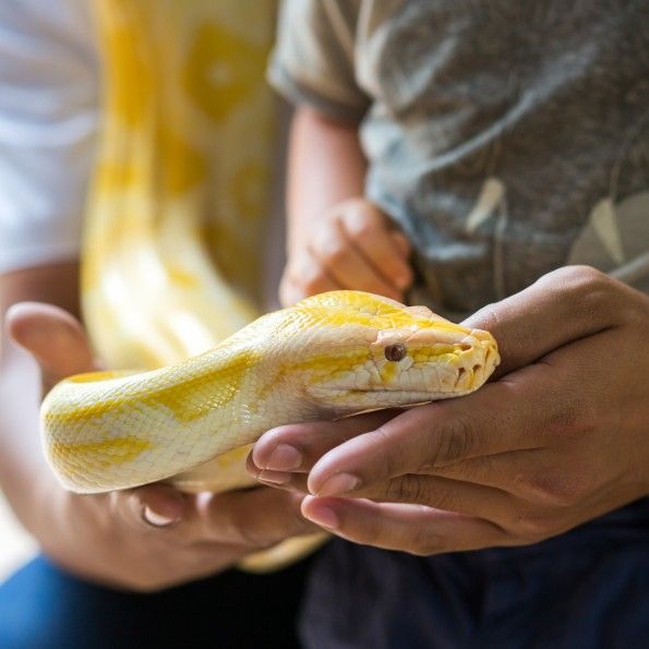 snake