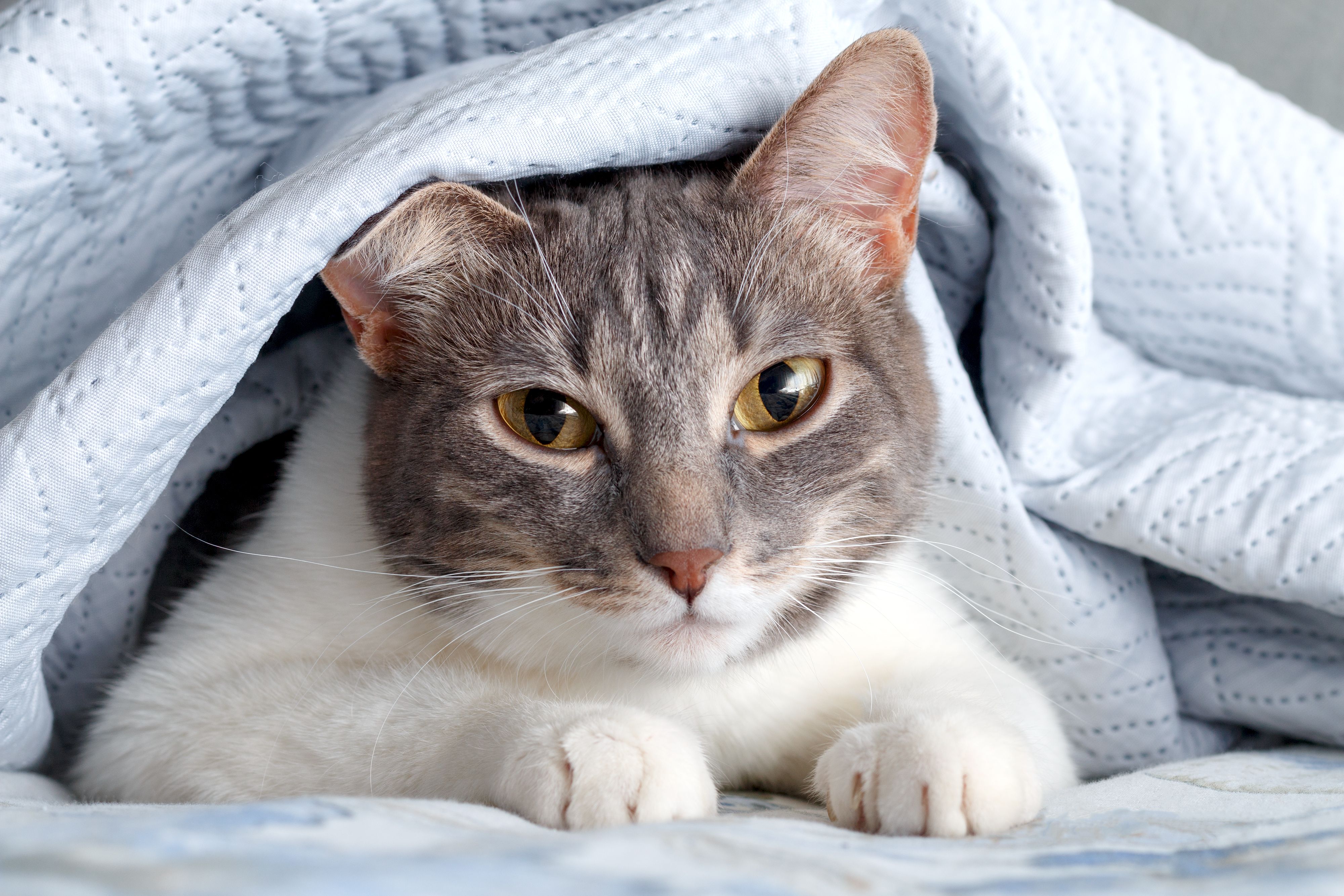 Dietary Counseling for Pets | Carmel, IN