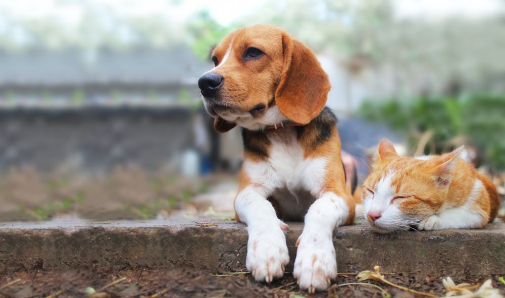 dog and cat