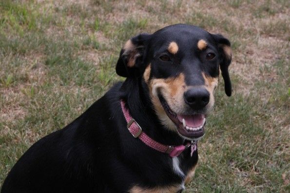 dog
