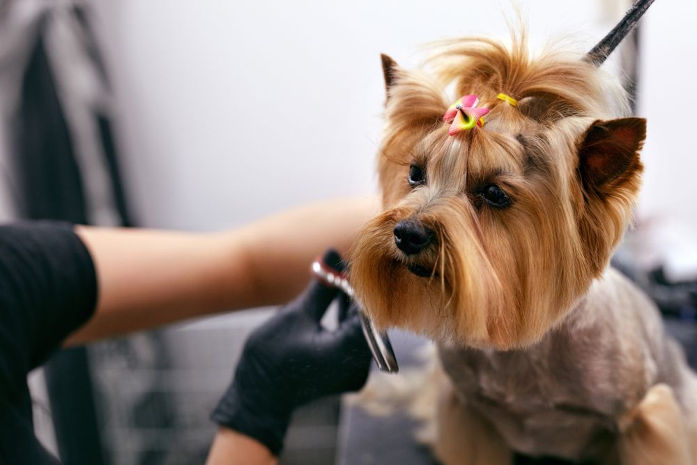 How Spa Treatments Help Pets Stay Calm and Comfortable in Summer