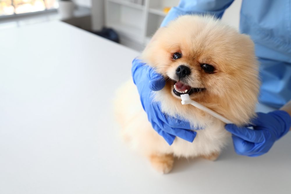 Pet Dental Health and Overall Well-Being: How Health Teeth Impact the Whole Body