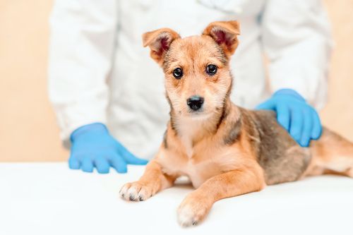Understanding the Treatment Options for Heartworm in Pets