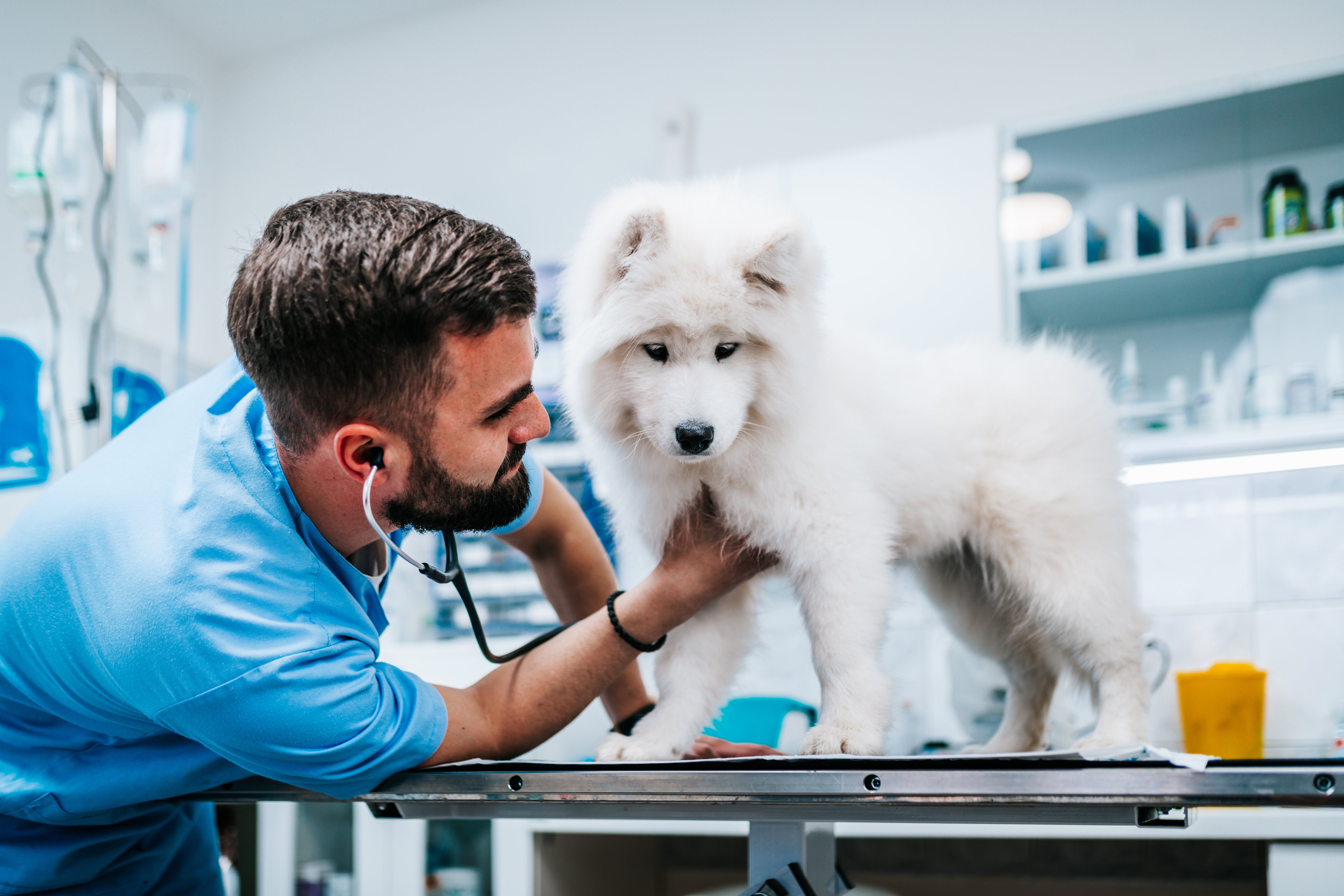 7 Reasons Your Pet Should Get a Wellness Exam