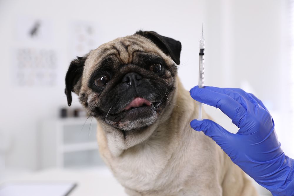 The Different Types of Pet Vaccinations: What Your Pet Needs and When
