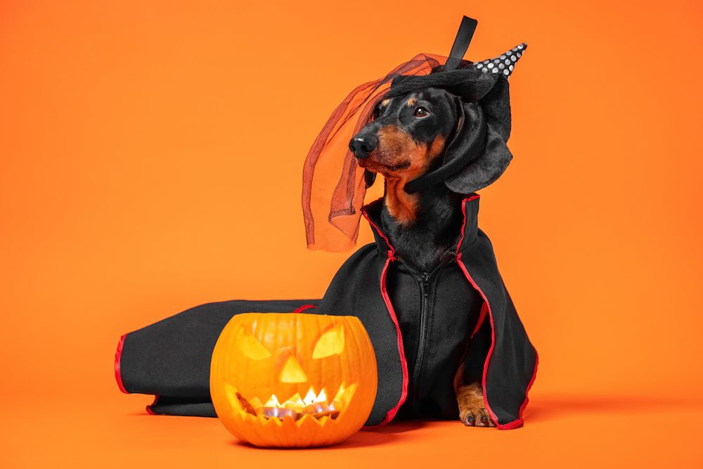 Halloween Pet Safety Tips