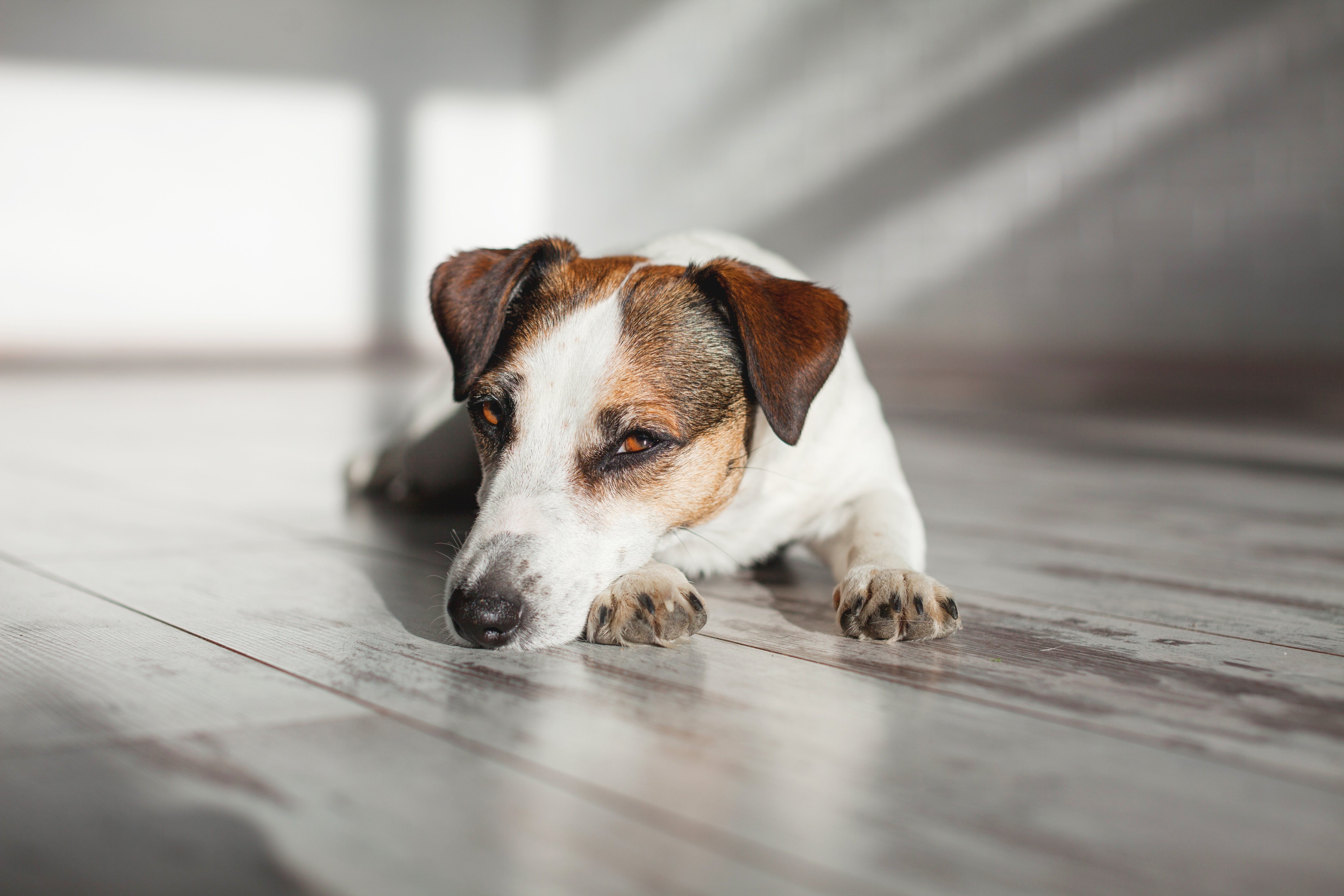 8 Subtle Signs Your Pet Is in Pain
