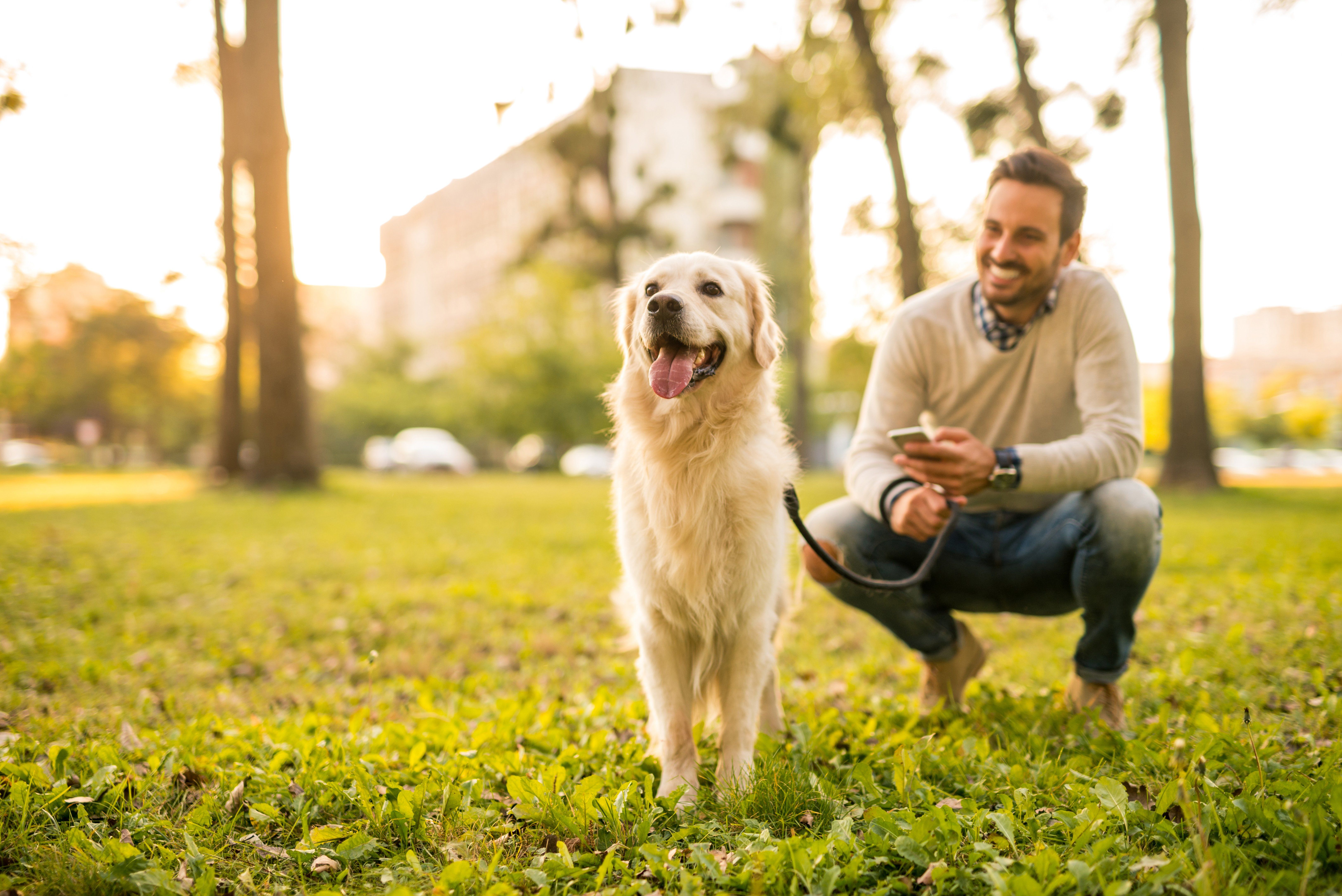 How Do Pets Get Heartworms?