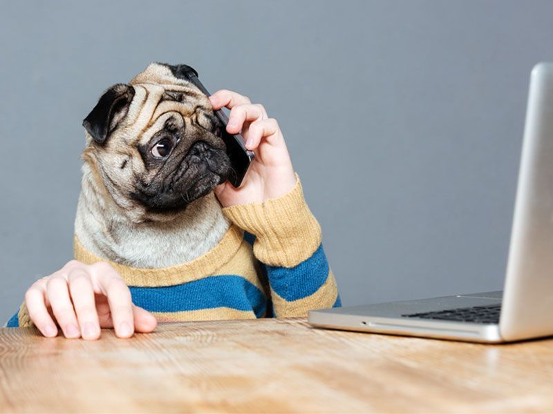 pug with human hands holding phone