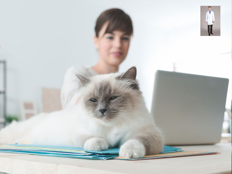 cat video call with vet