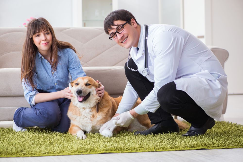 happy pet with vet and owner