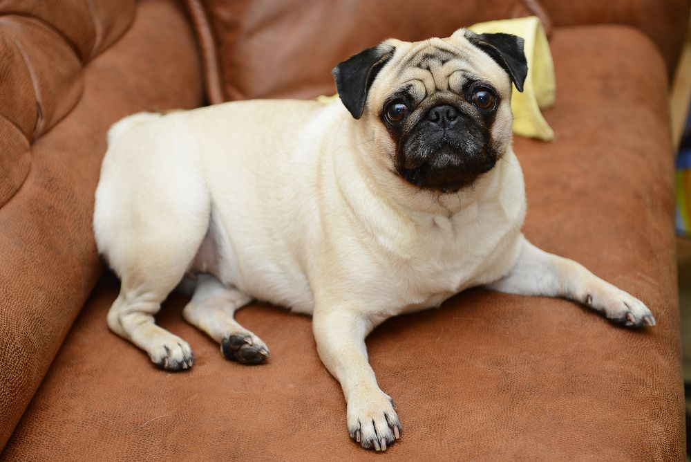 pug lying down