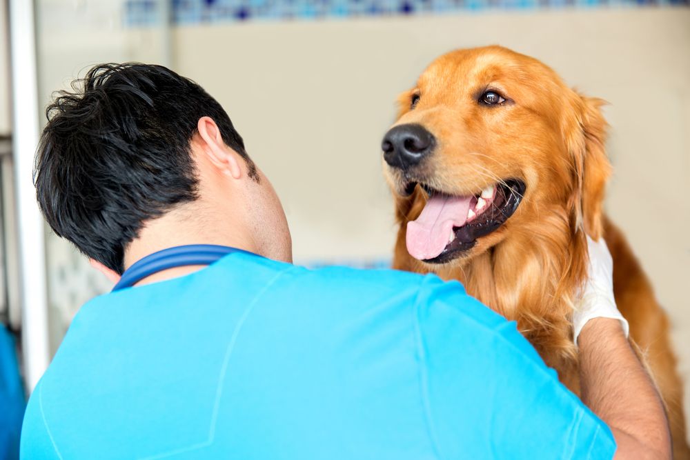 happy dog in a veterinary clinic