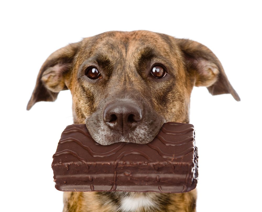 dog eating chocolate food