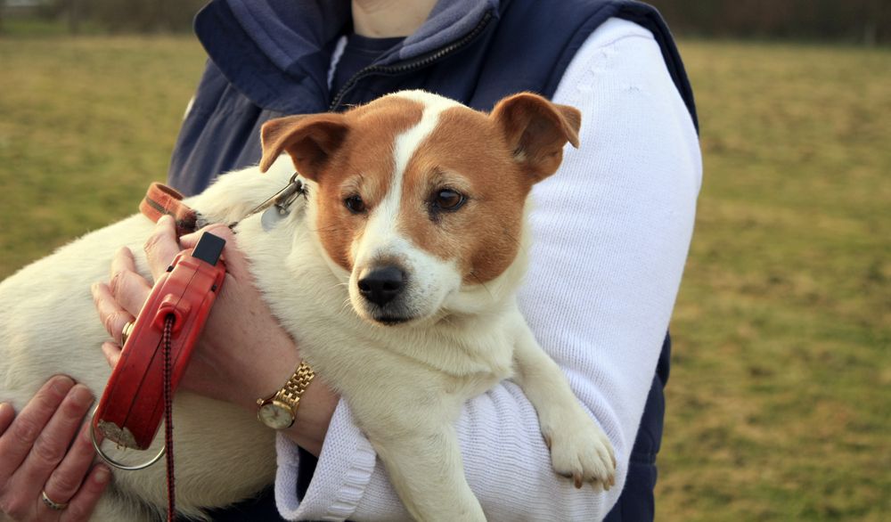 overweight dog carried by vet