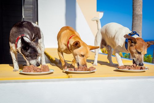 dogs in a row eating 