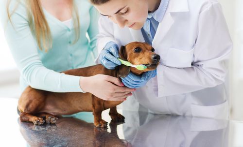 pet teeth cleaning