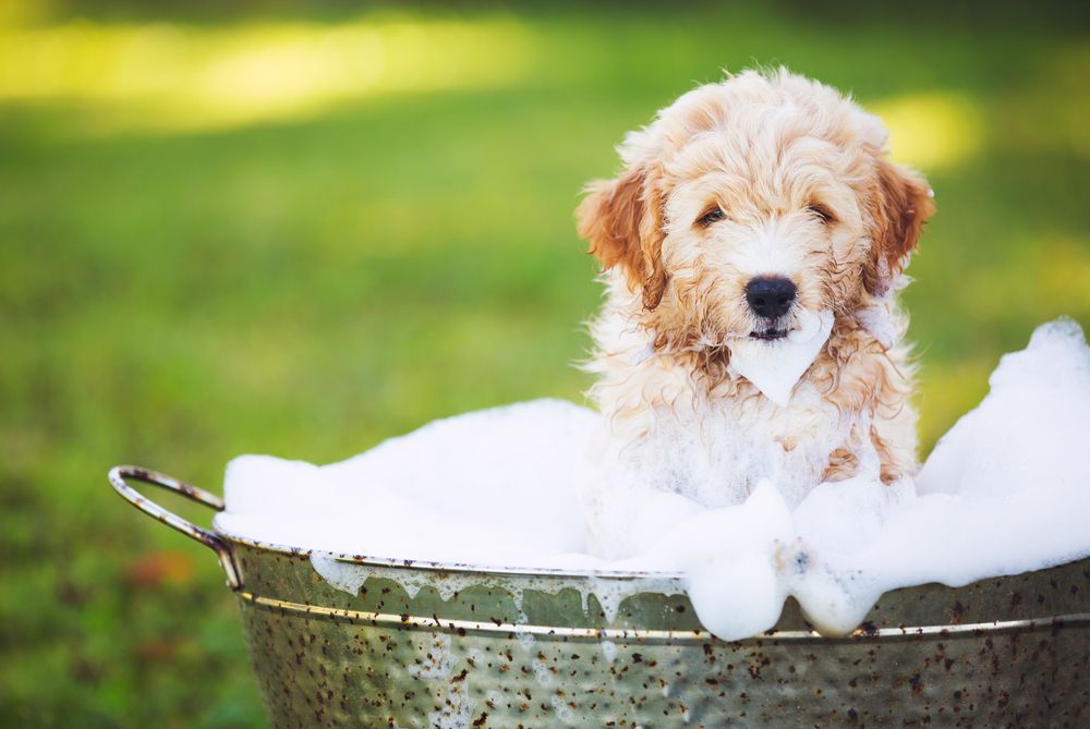 puppy taking a bath