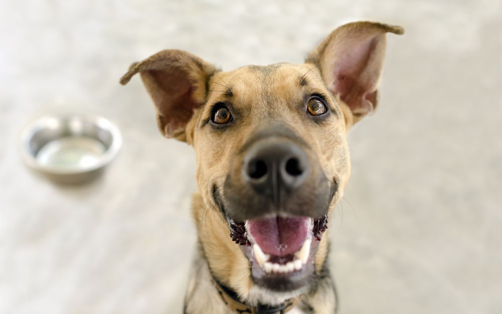 smiling dog