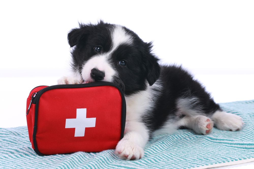 dog with first aid kit