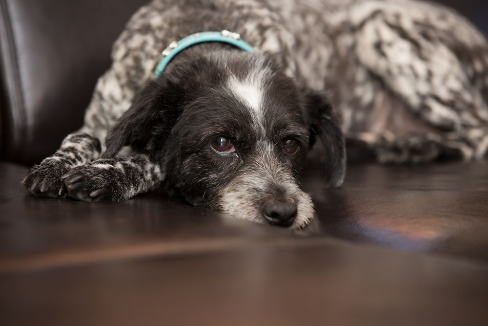 dog lying down with cover