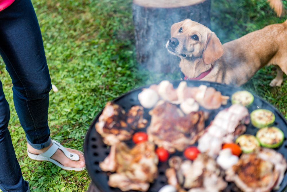 dog staring at food