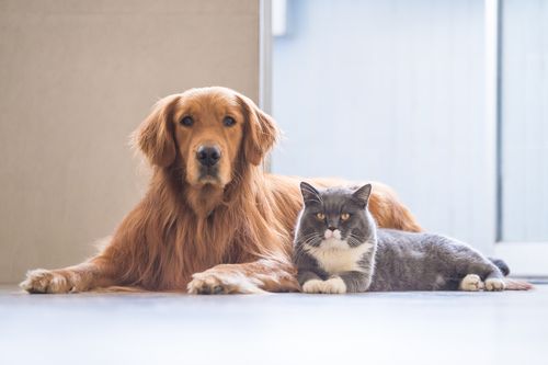 dog and cat