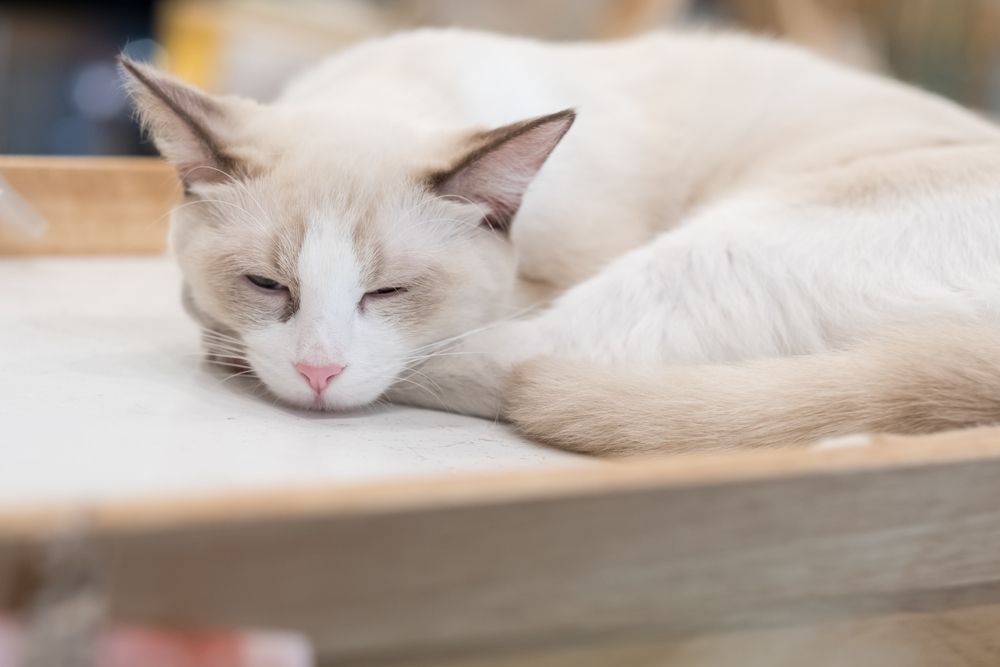 Can Dogs Get a Stomach Virus From Cats?