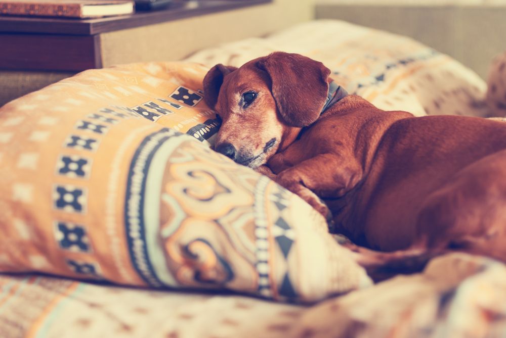 dog on the couch