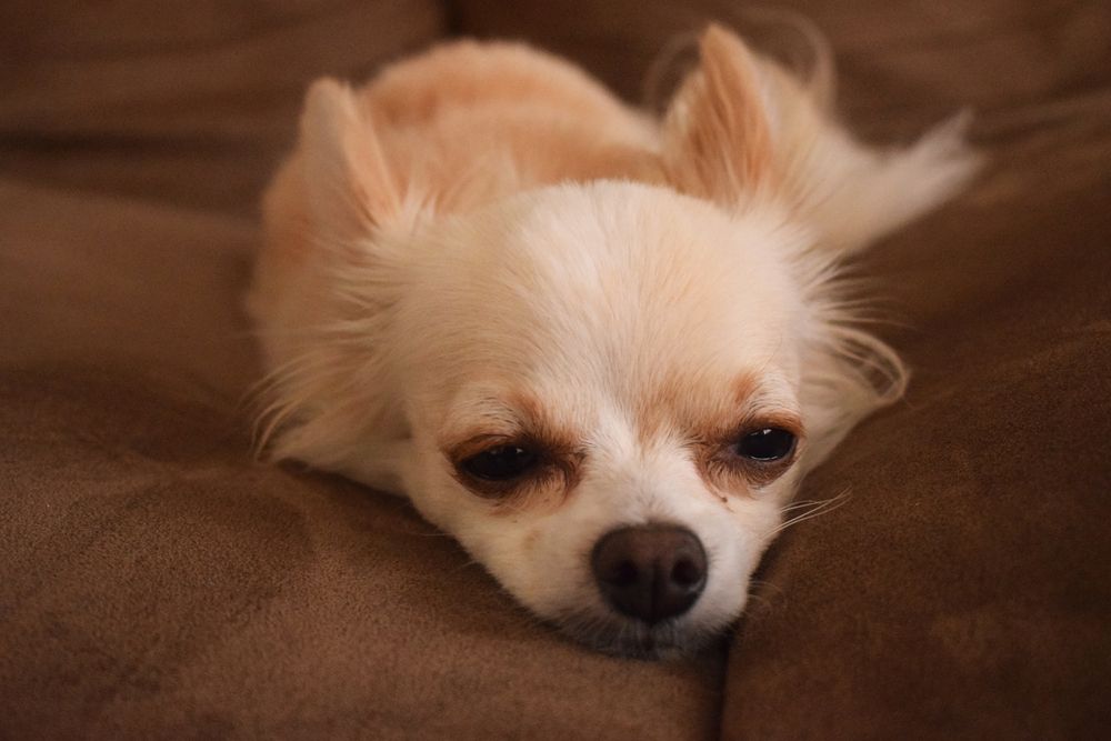 dog on the couch